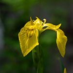 Naturfotos-1831