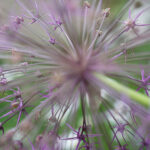 Naturfotos-1835